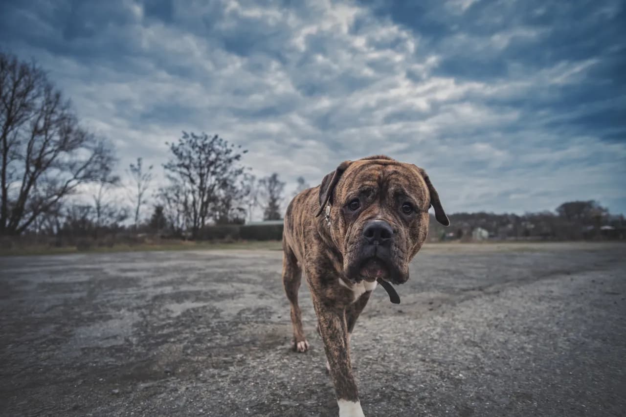 Ile kosztuje doba w hotelu dla psa? Ceny i tajemnice, które musisz znać Ile kosztuje doba w hotelu dla psa? Ceny i tajemnice, które musisz znać